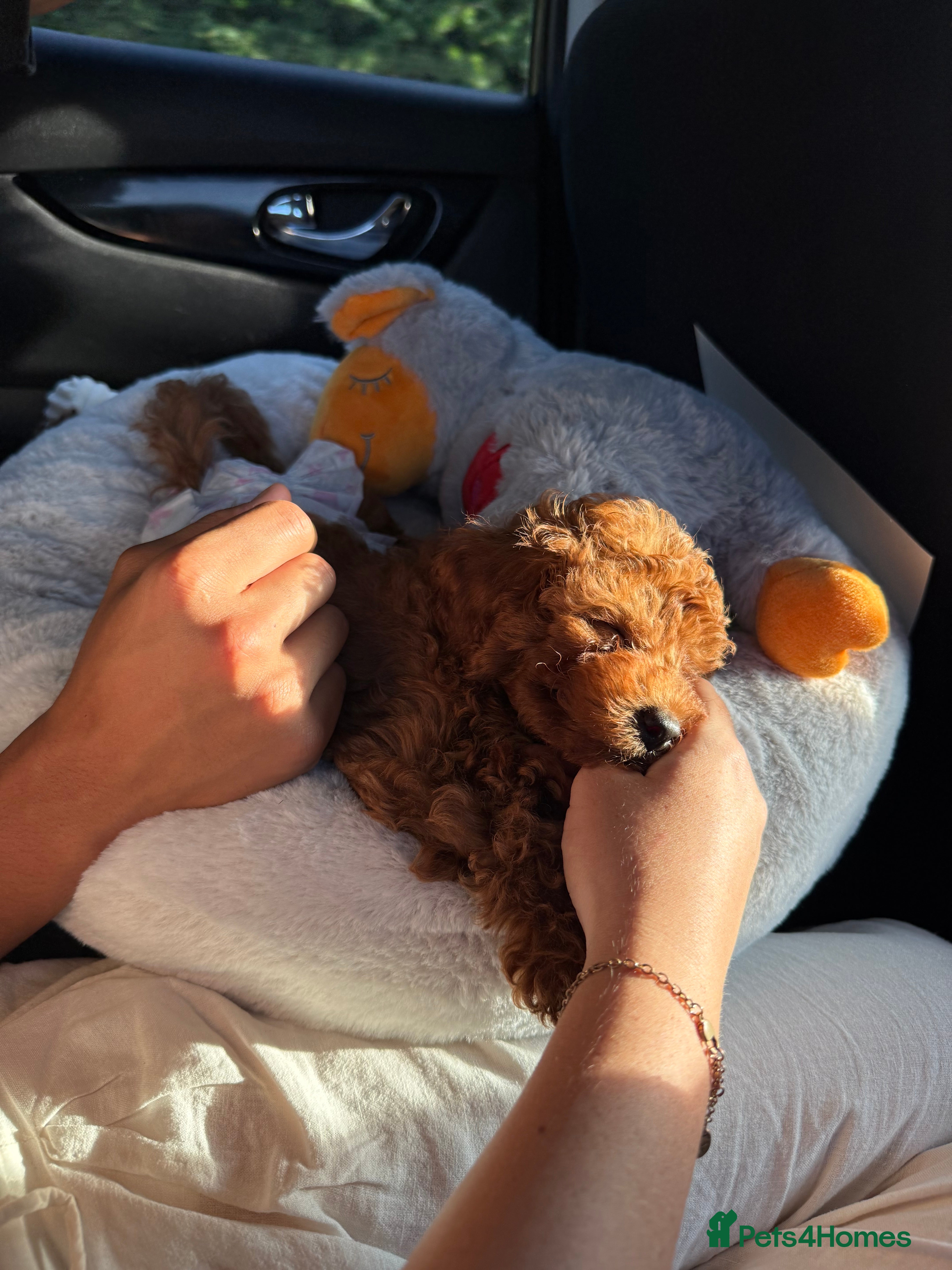 Tilly D.'s Bloom & Bark puppy