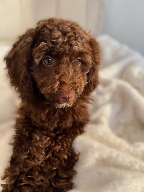 Maple