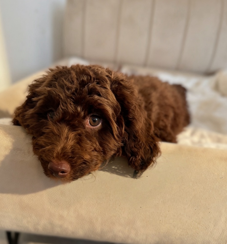 Chocolate Cavapoo resting