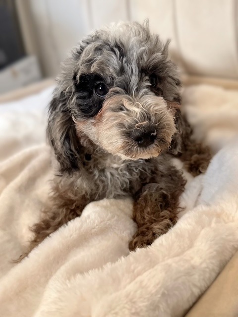 Enzo